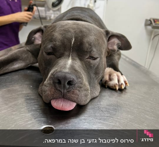 כלב שוכב על שולחן בדיקה וטרינרי